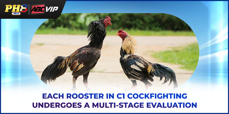 Each rooster in C1 cockfighting undergoes a multi‑stage evaluation