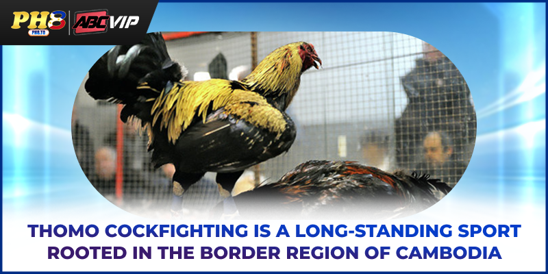 Thomo cockfighting is a long‑standing sport rooted in the border region of Cambodia