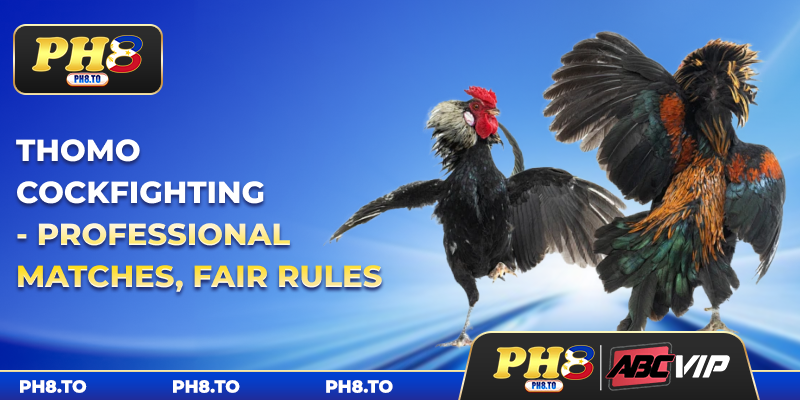 Thomo Cockfighting - Professional Matches, Fair Rules 2 Thomo Cockfighting - Professional Matches, Fair Rules